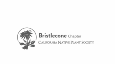 DeDecker Grant Recipients Share Findings 5 california native plant society bristlecone