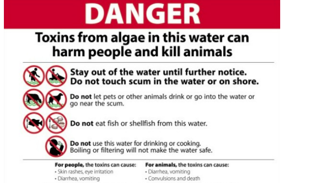 Recreational Advisory Issued at Crowley Lake due to Potential Harmful Algal Bloom 2 crowley lake