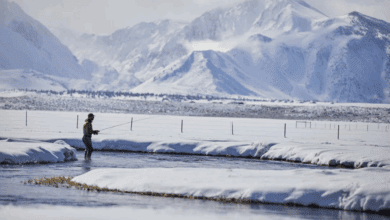 golden trout fishing