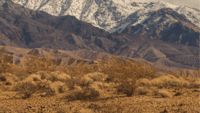 Two Days Left: Maximize Your Giving Tuesday Impact at Death Valley Natural History Association 5 giving tuesday