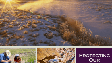 conservation eastern sierra land trust