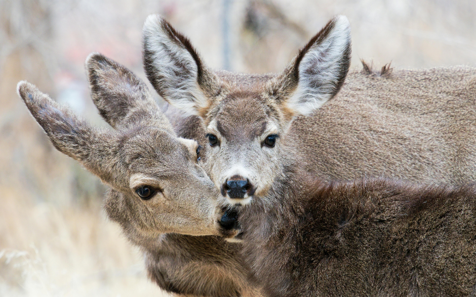 eastern sierra land trust