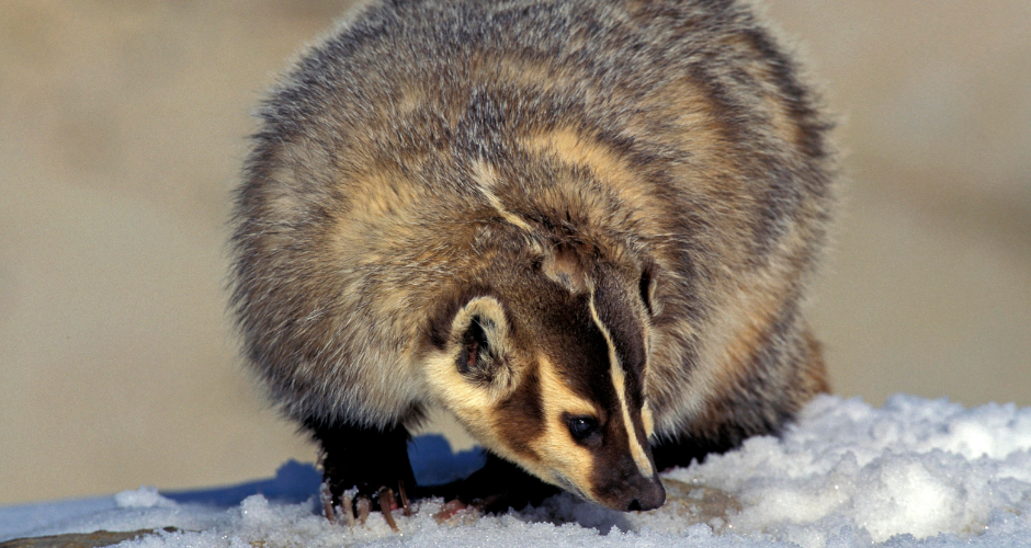 eastern sierra land trust