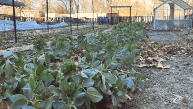 land food