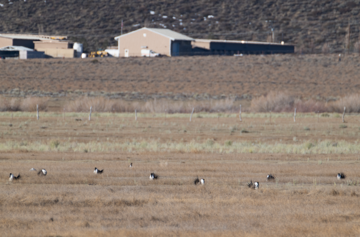 Reminder! North Landing Road Temporary Wildlife Closure 3 north landing road
