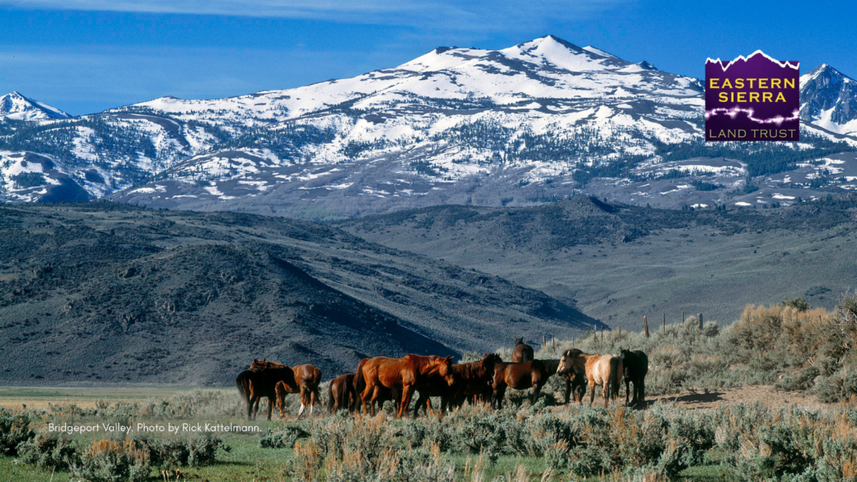 How do grasslands benefit people and wildlife? 6 eslt