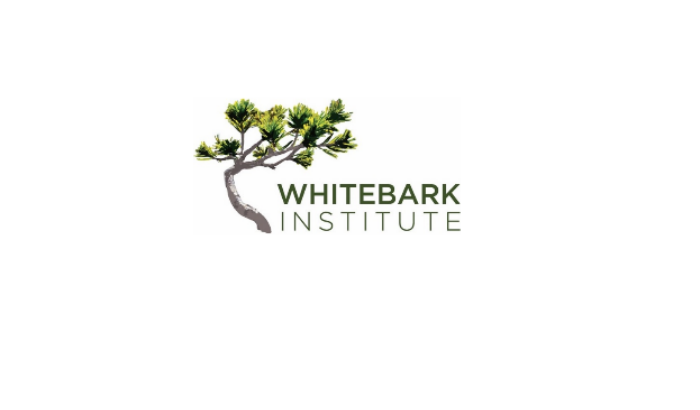 fire whitebark wildfire