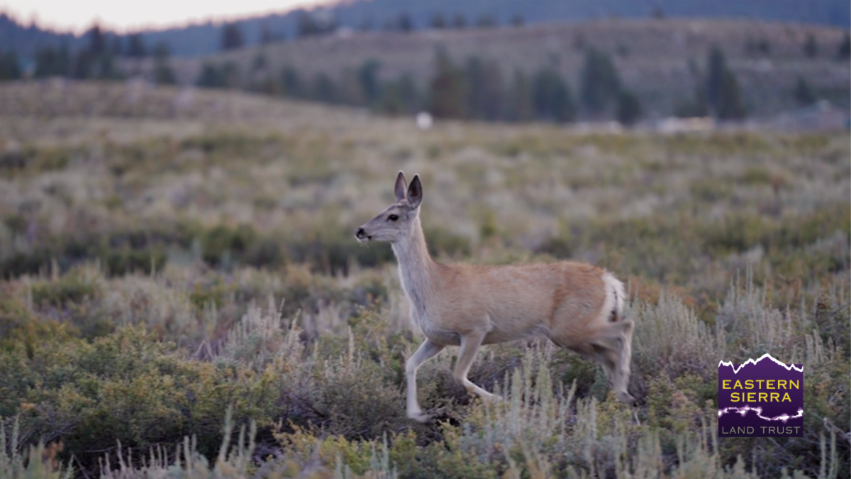 New Eastern Sierra Land Trust "Homegrown" is Out Now! 2 eastern sierra land trust