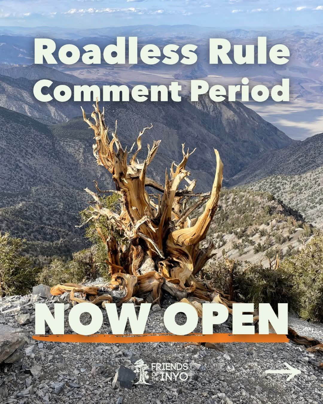 Stand up for Our Forests! 2 forests