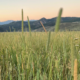 land