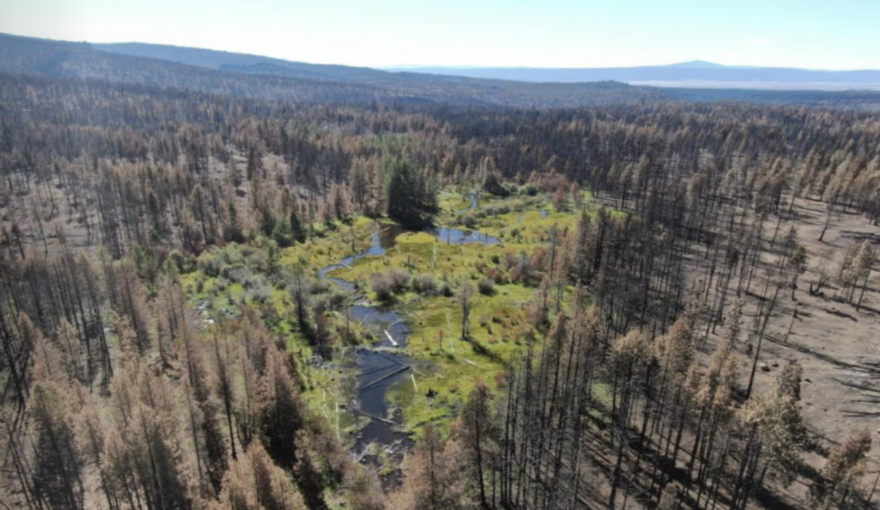 Major Restoration Project will Revive Reds Meadow Valley 2 reds meadow