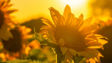 sunflower