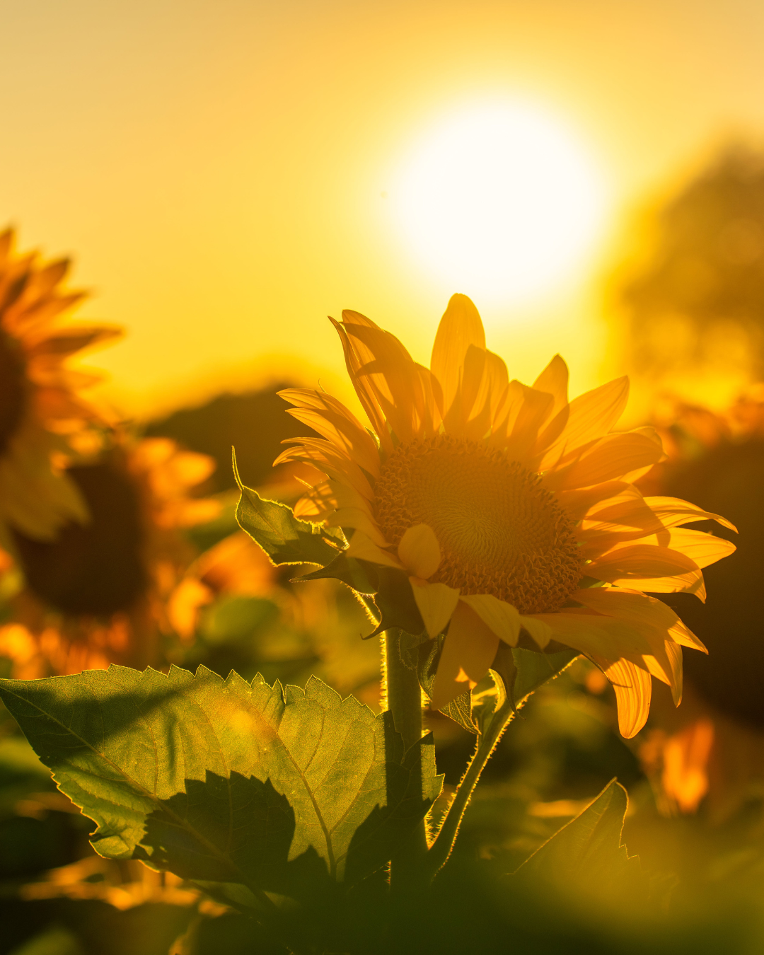 sunflower