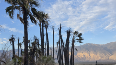 Backcountry campground in Death Valley National Park partially reopens after fire 8 image 2