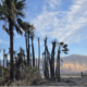 Backcountry campground in Death Valley National Park partially reopens after fire 68 image 2