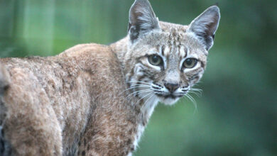 CDFW Completes Bobcat Population Survey, Finds Stable Statewide Numbers Estimated at 62,000 Animals 24 bobcat cdfw