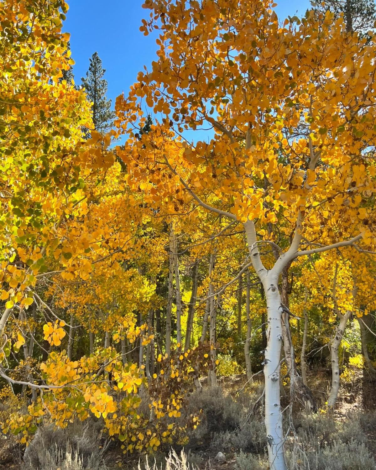 Mono County Newsletter - September 2026 5 mono county