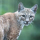 bobcat cdfw