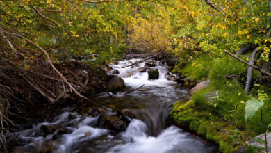 Fall Colors Update: 9/17/2026 24 fall colors