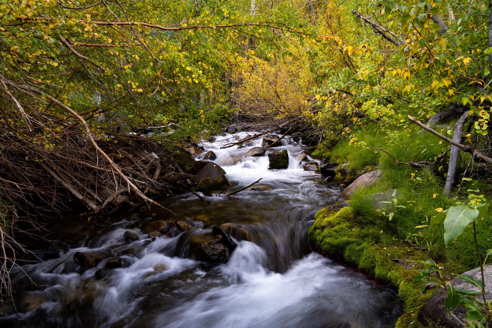 Fall Colors Update: 9/17/2026 2 fall colors