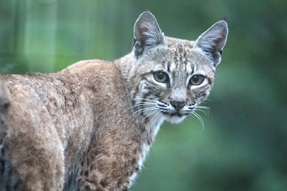 CDFW Completes Bobcat Population Survey, Finds Stable Statewide Numbers Estimated at 62,000 Animals 2 bobcat cdfw