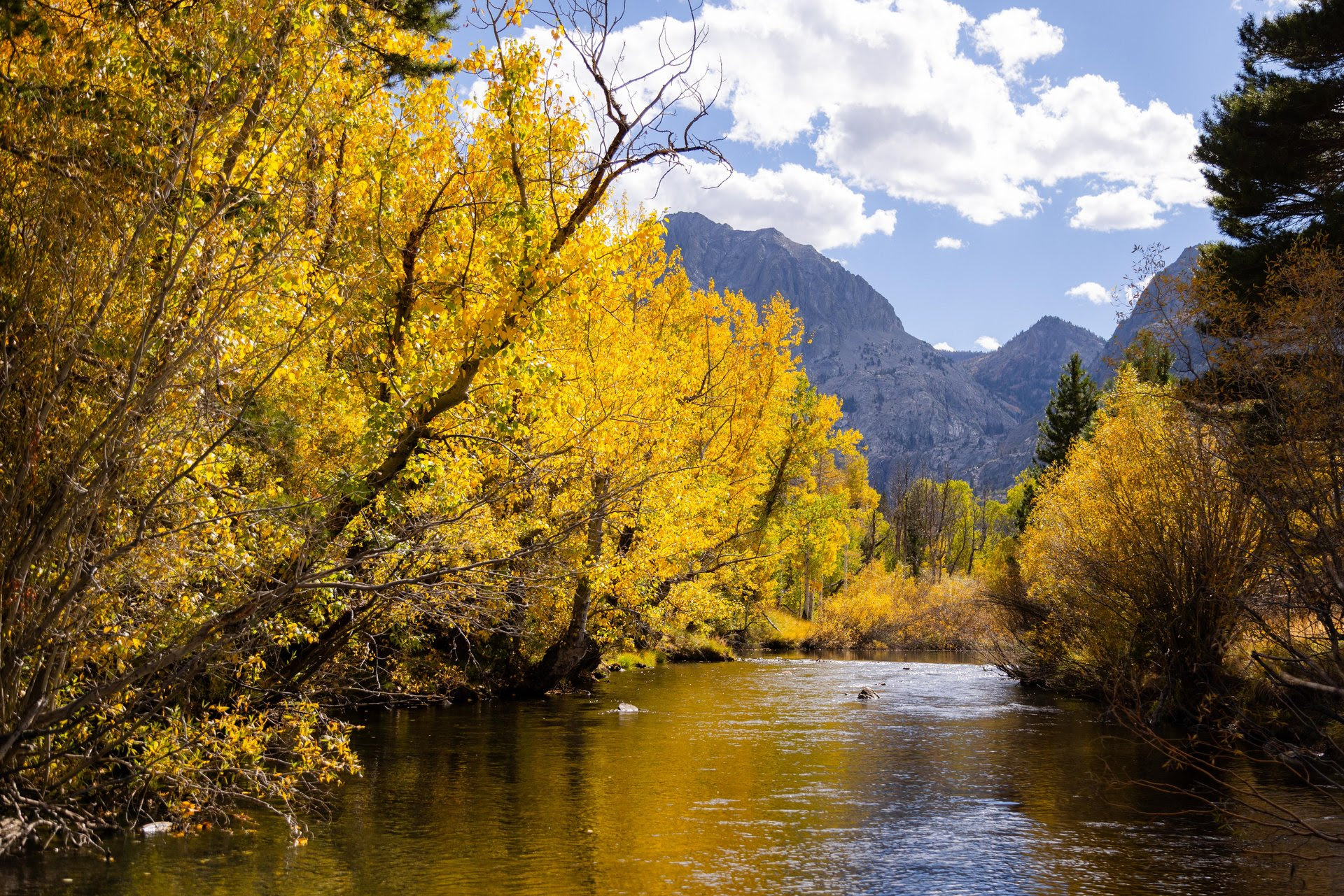 Fall colors are stunning right now! 5 fall color